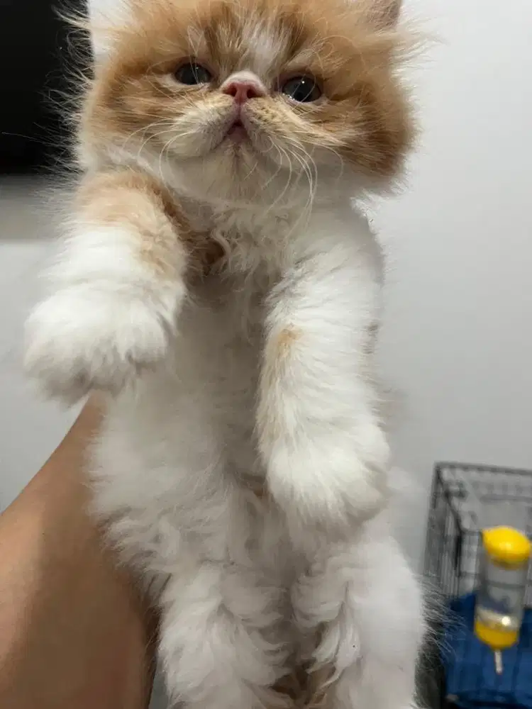 Kucing Persia 3 bulan betina
