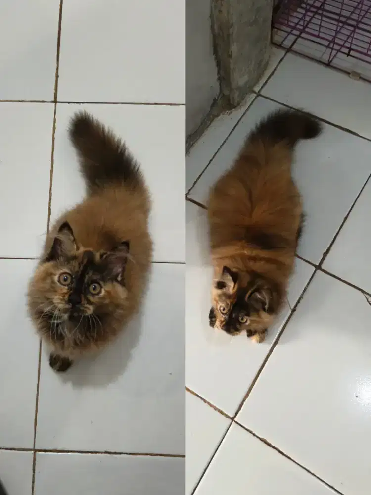 Kitten torty sehat