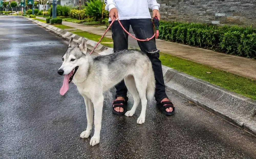 husky berstambum