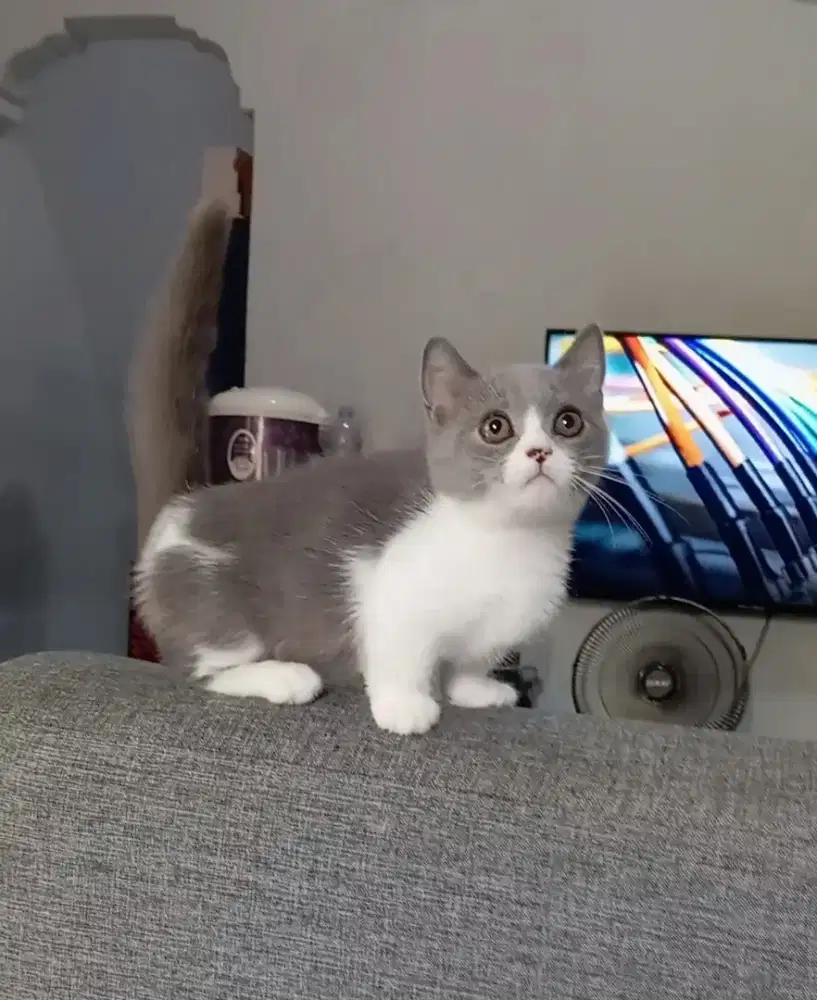 MUNCHKIN BSH BICOLOUR