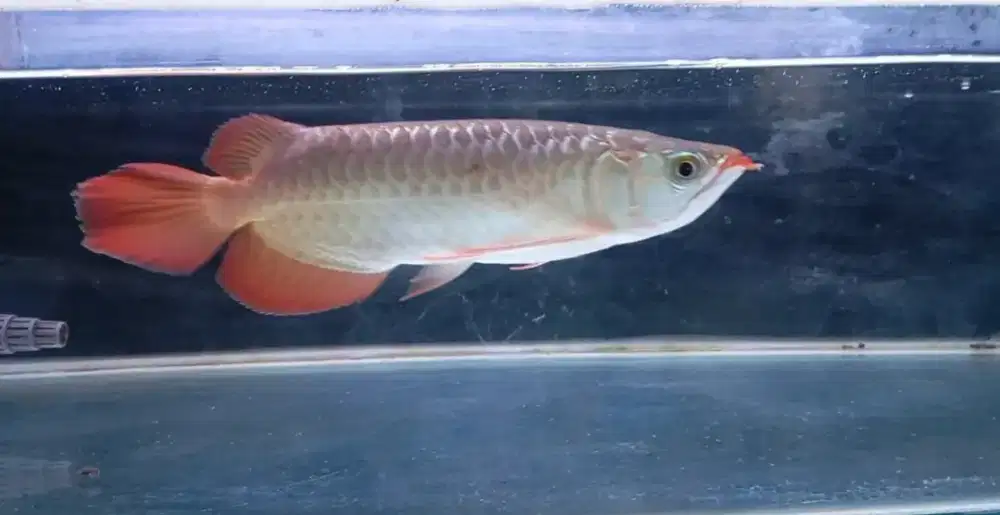 Arwana Super Red 29 cm