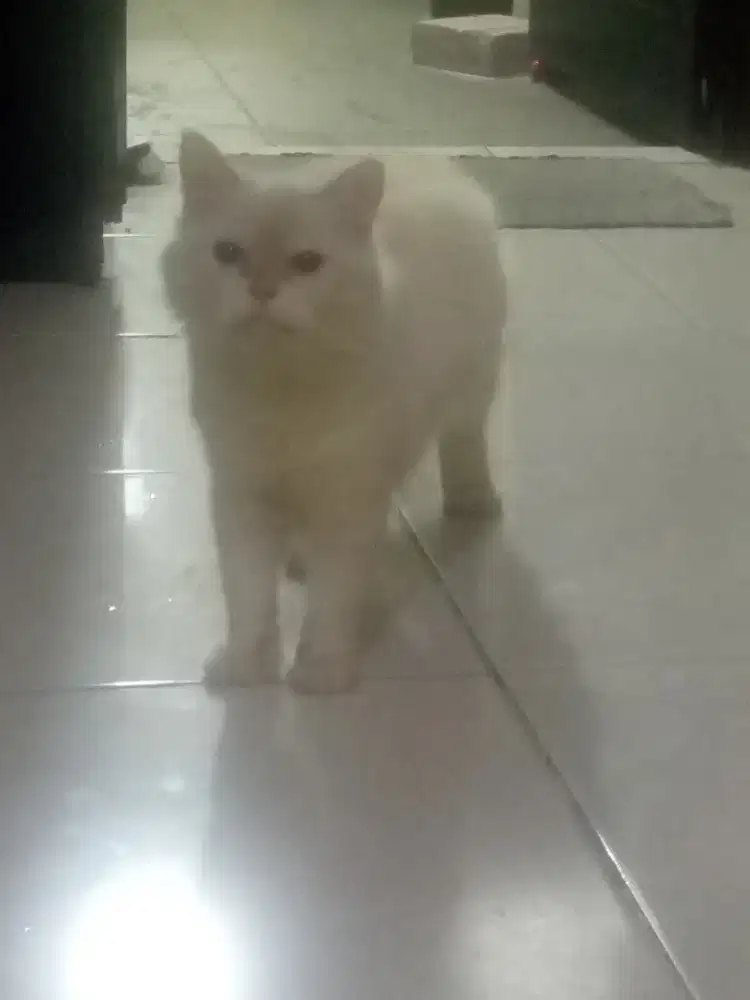 Persia mix hima jantan, ramah dan penyayang