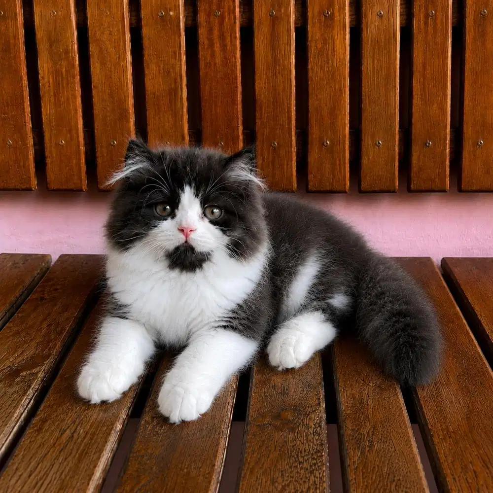 KITTEN PERSIAN LONGHAIR MUNCHKIN NS X AMERICAN CURL
