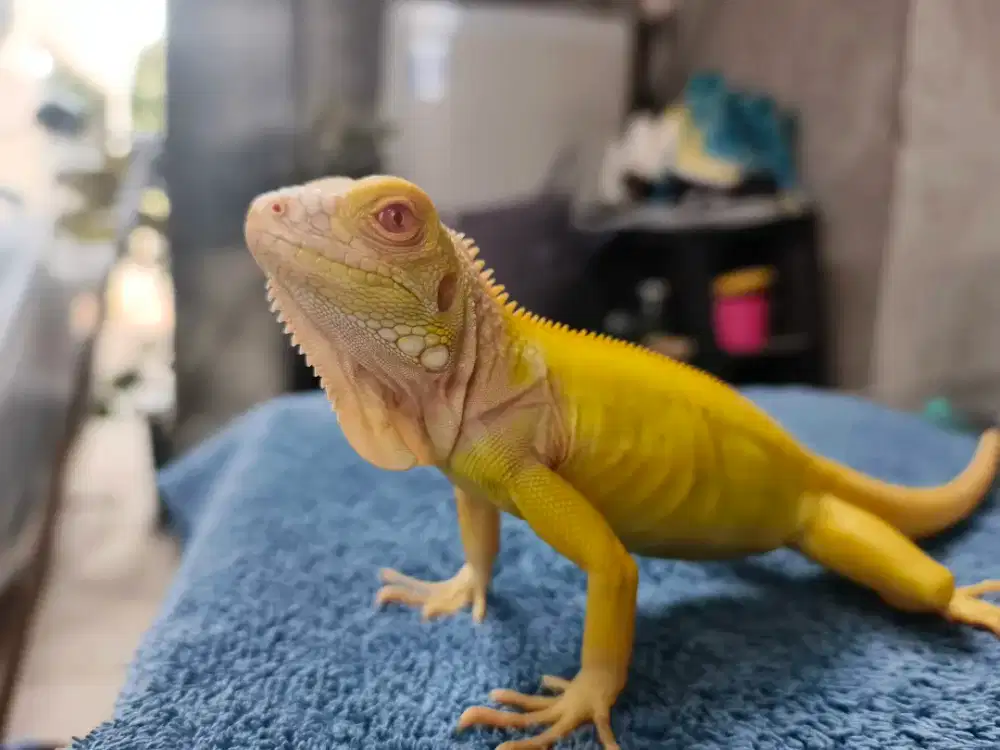 Iguana Albino 50cm Up