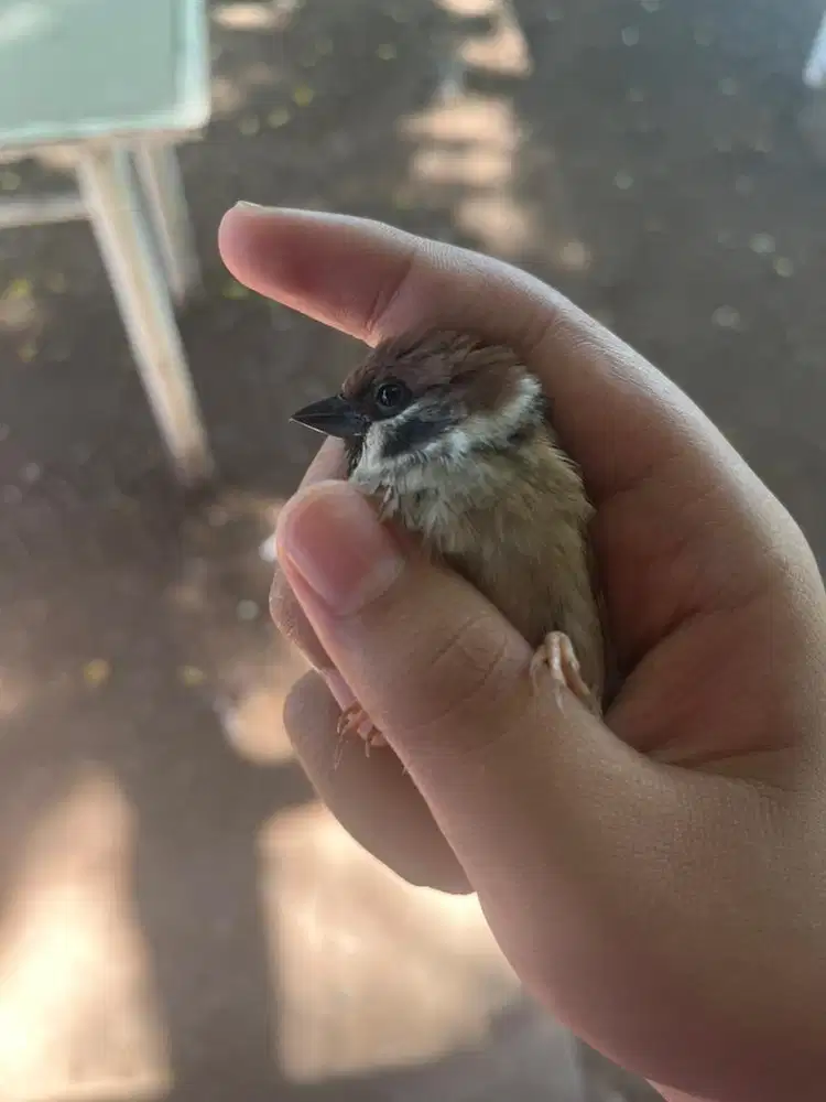 Di cari anakan burung greja
