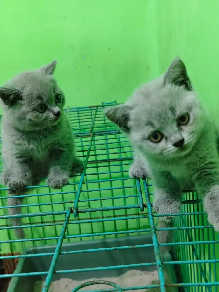 Kucing British Shorthair/bsh
