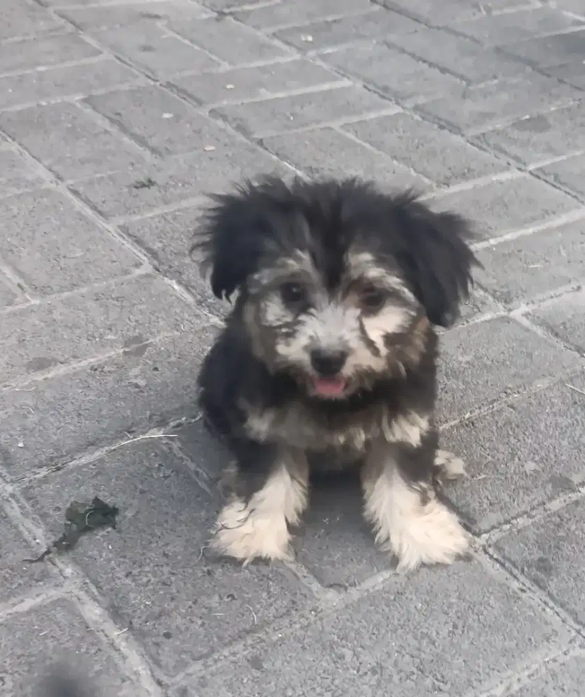 Ras kecil mix shihtzu