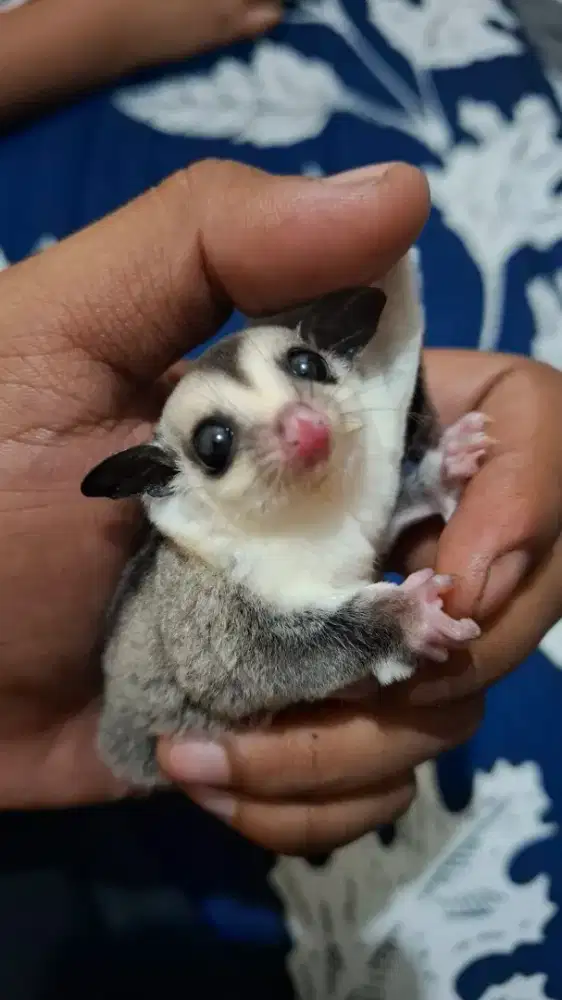 Sugar glider Joey wf