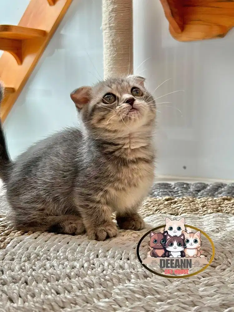 Munchkin Gaelic Fold Blue Tabby