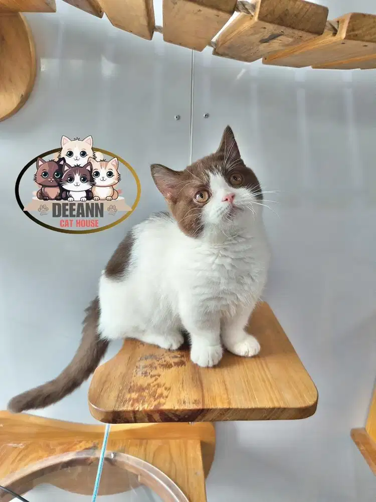 Munchkin BSH Bico Cinnamon (Line Import)