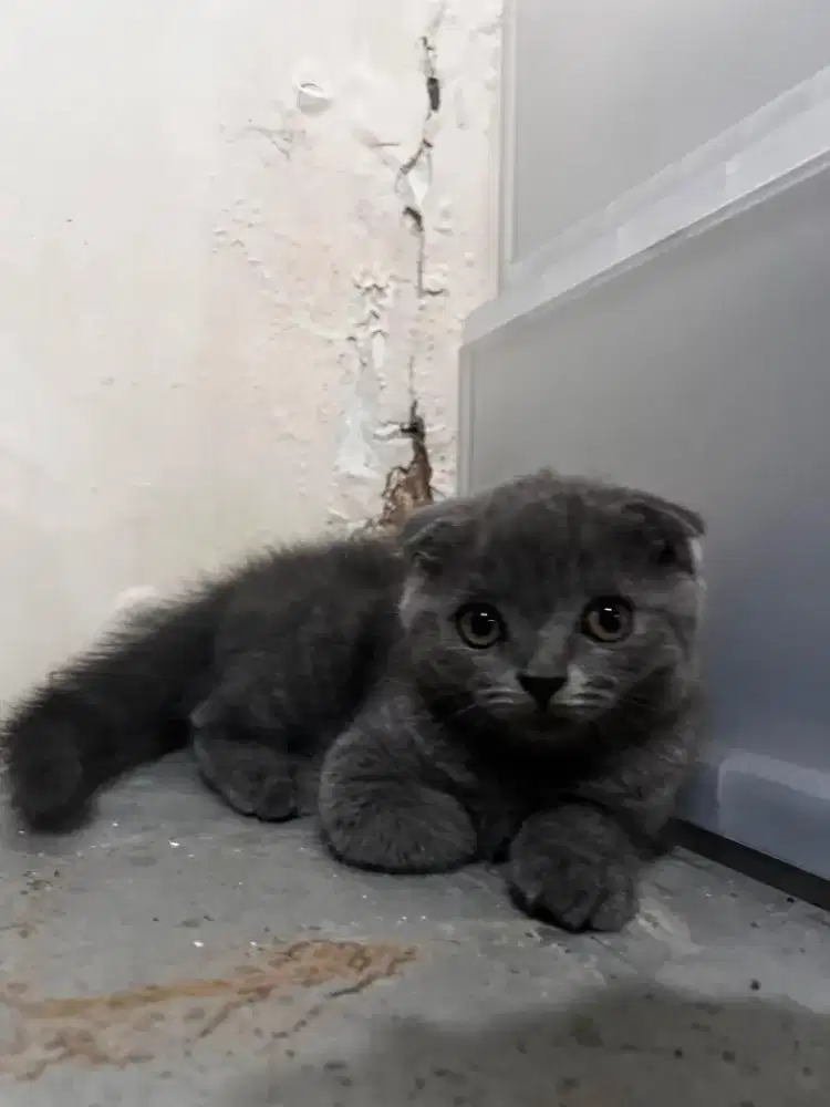 Kitte  BSH Scotis Jantan