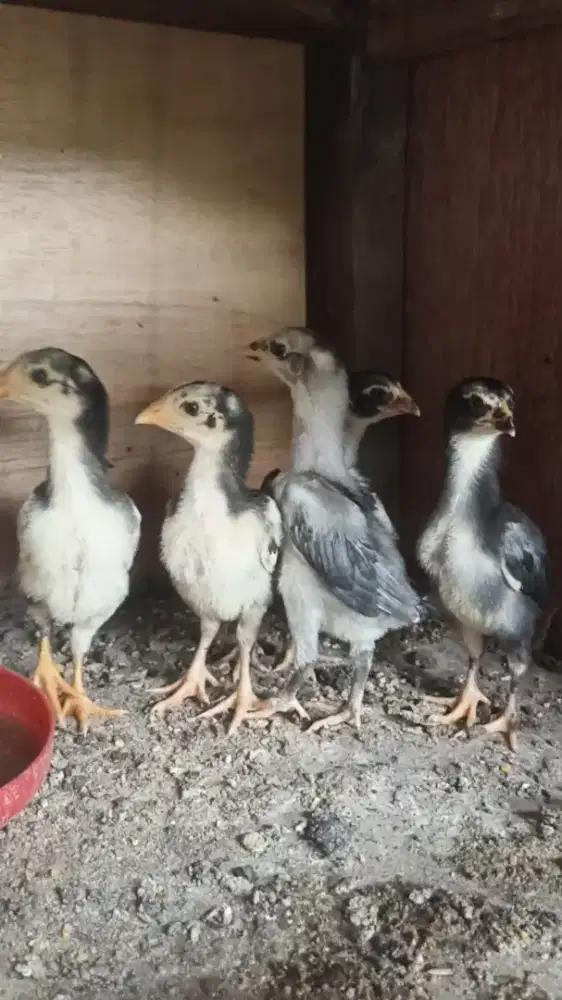 Ayam bangkok anakan