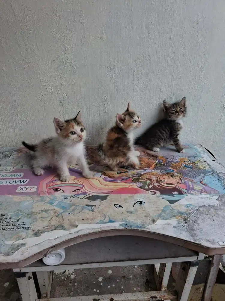 Kucing Kitten Persimed