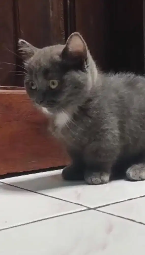 Kucing munchkin bsh british shorthair british short hair