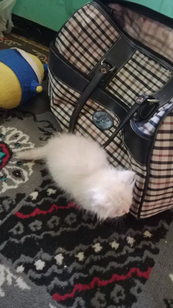 Kucing Persia kitten