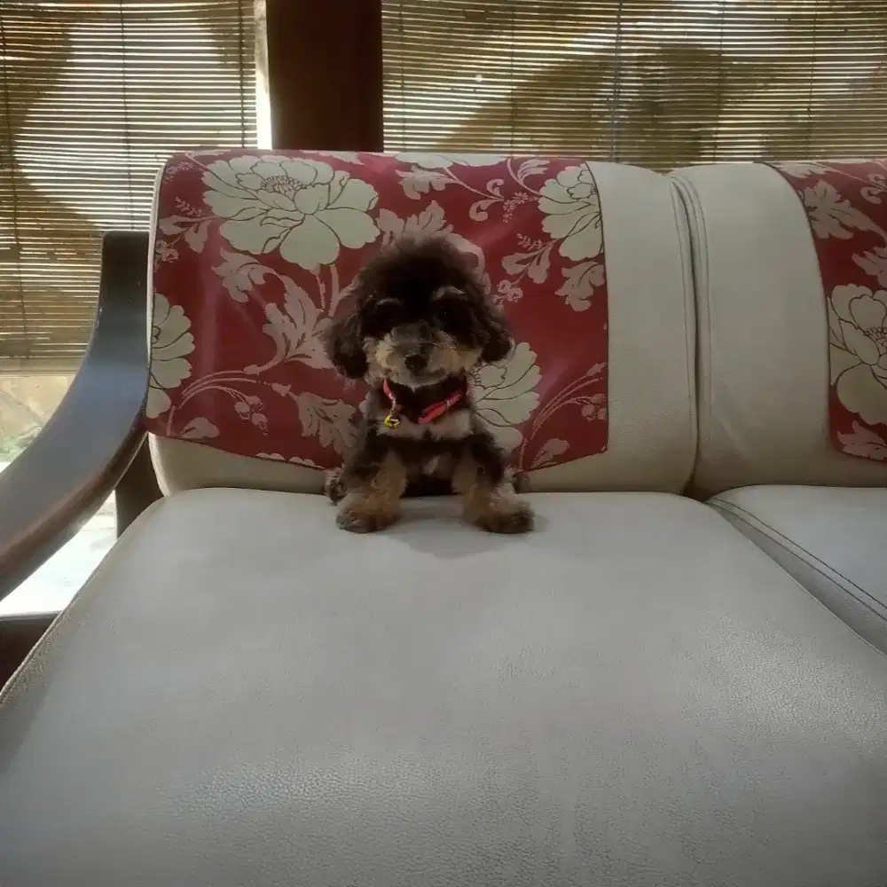 Male Choco Black Toy Poodle