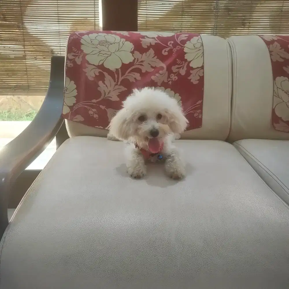 Female Light Apricot/Fawn Toy Poodle
