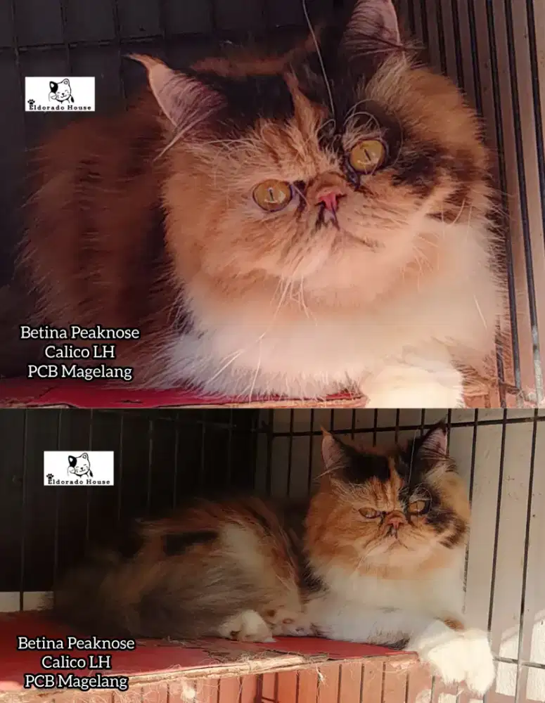 Kucing Persia Peaknose Calico Betina