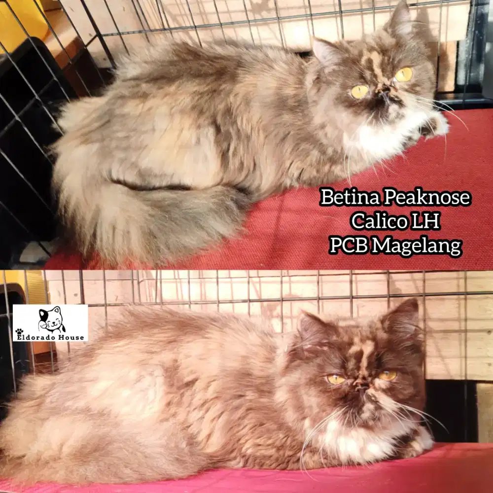 Kucing Persia Peaknose Betina Calico