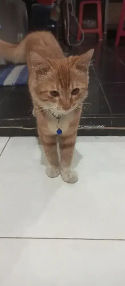 Kucing Kucing Kucing