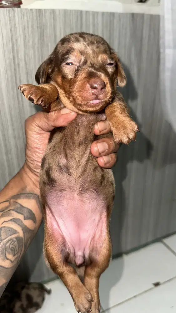 Anjing tekel lokasi Glogor carik