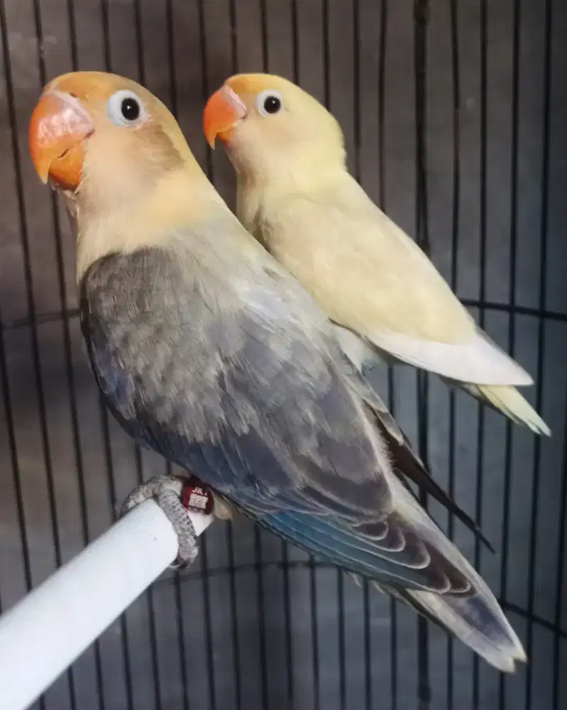 Burung Lovebird love bird Biola PB Euwing - Biola PB - PB Pastel paud