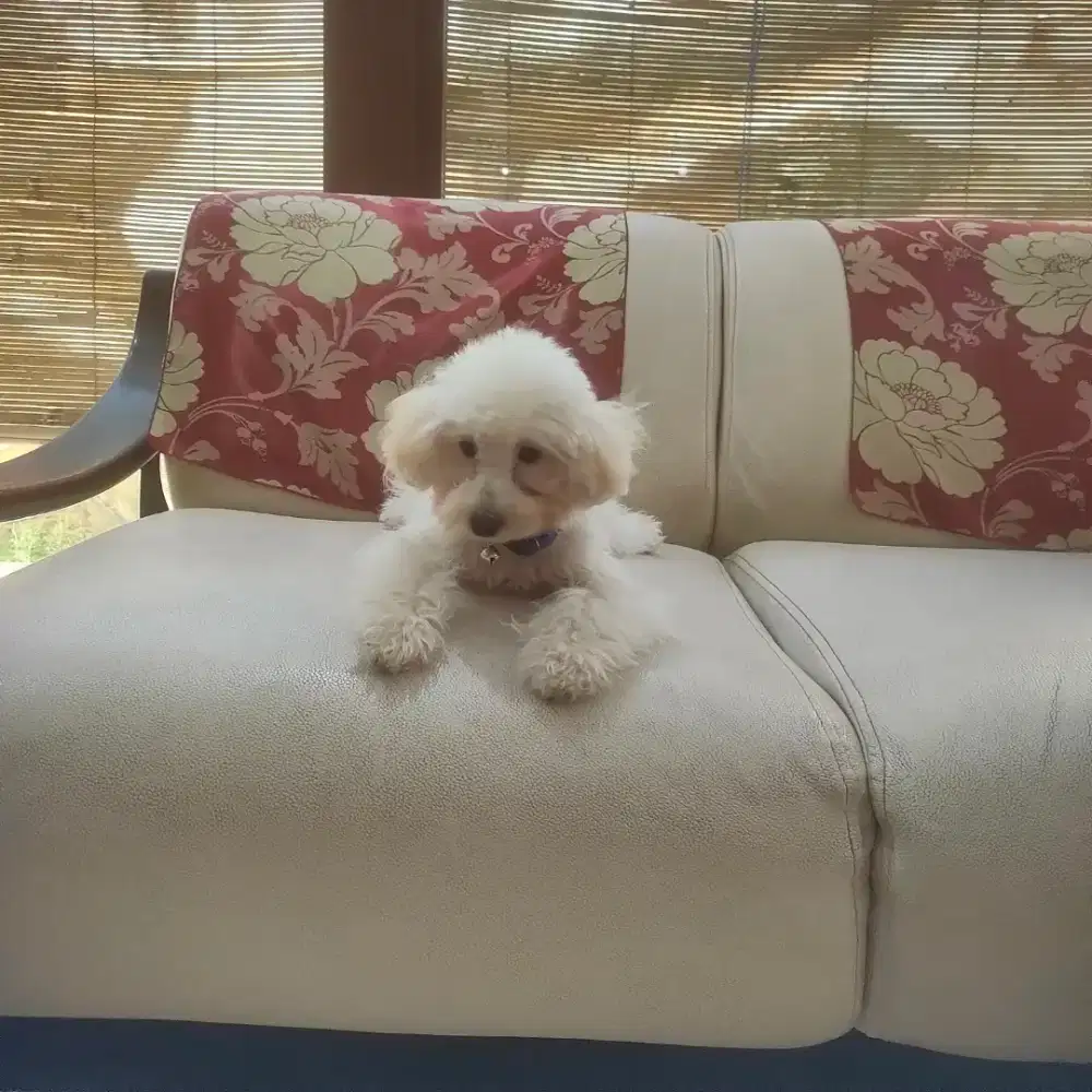 Female Apricot/Fawn Toy Poodle
