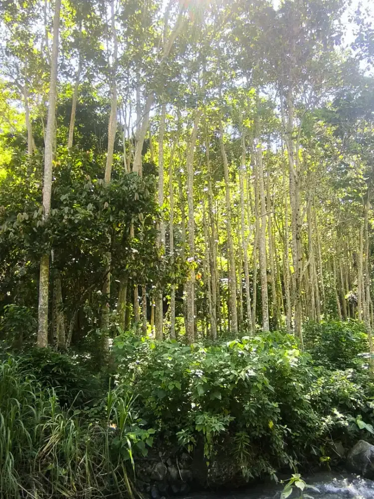 JUAL TANAH KEBUN BESERTA POHON JATINYA