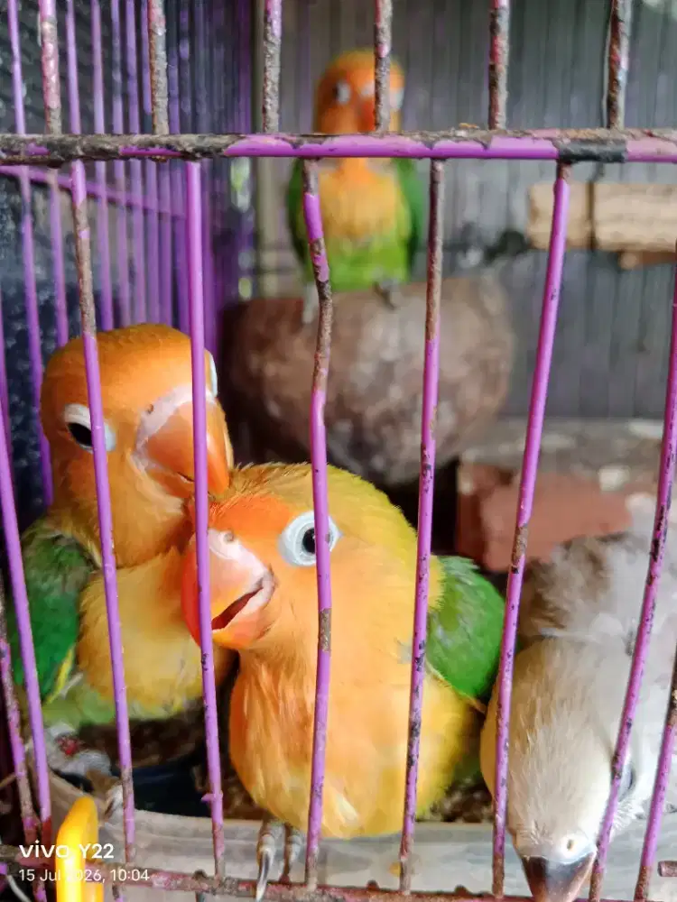 Lovebird anakan Yellow face x biola aqua