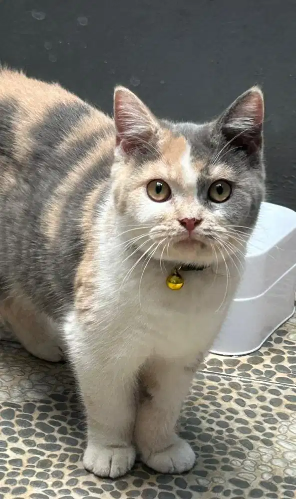 Kucing british shorthair bsh british short hair