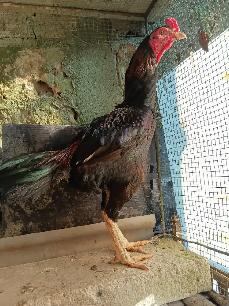 Ayam bangkok pacek super