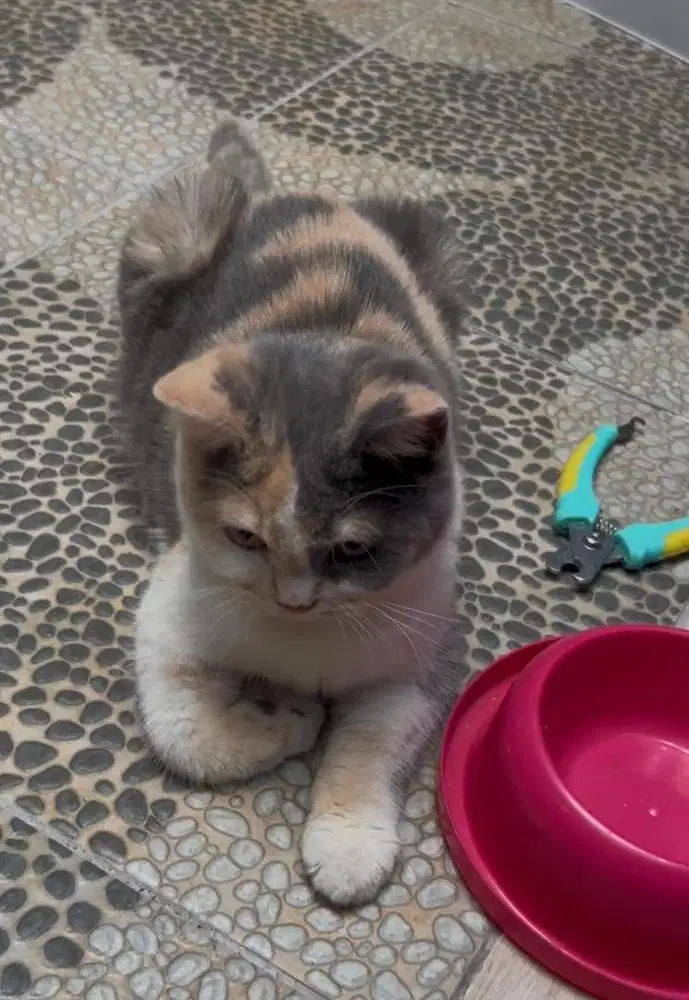 Kucing british shorthair bsh british short hair