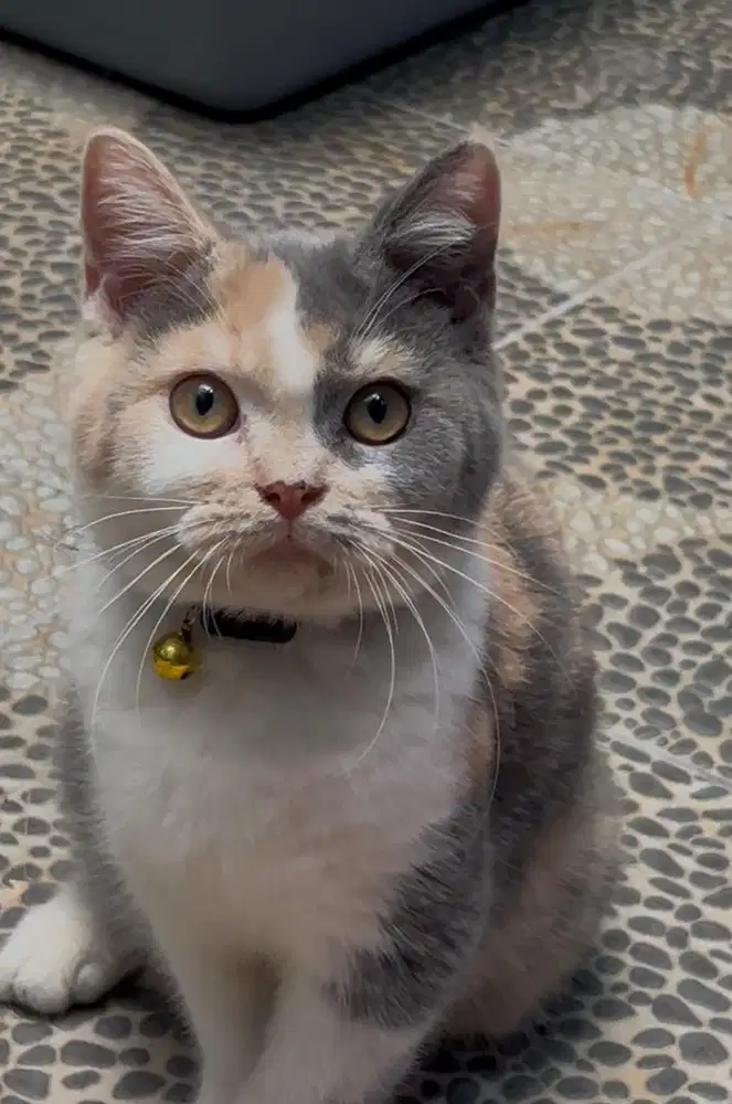 Kucing bsh british shorthair british short hair