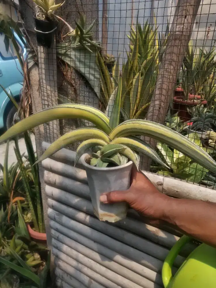 Tanaman hias sukulen sansivera robusta farigata