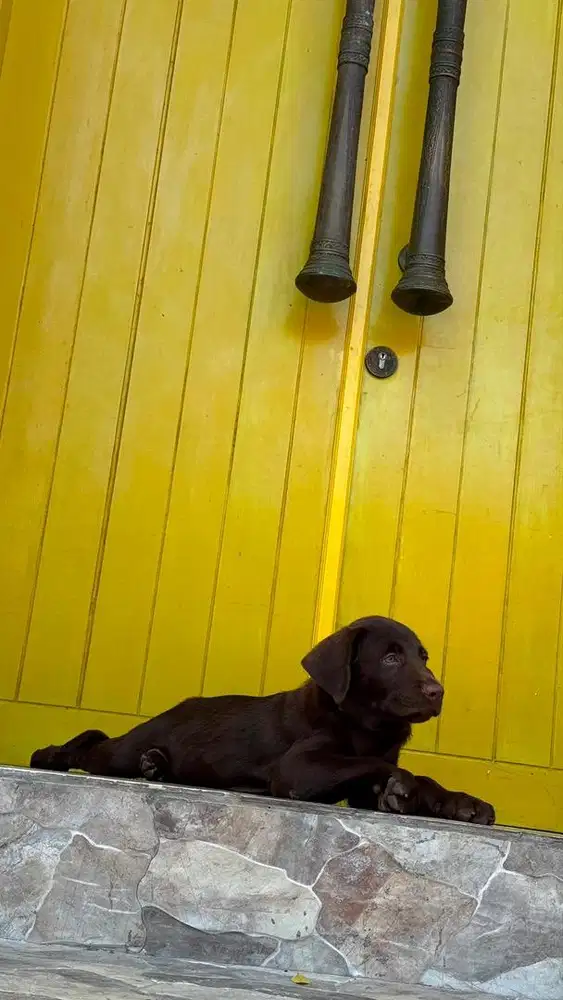 Chocolate labrador