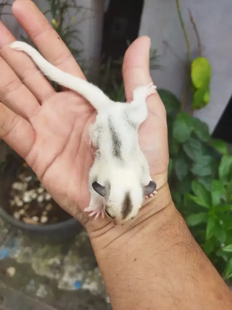 Sugar Glider platinum jantan