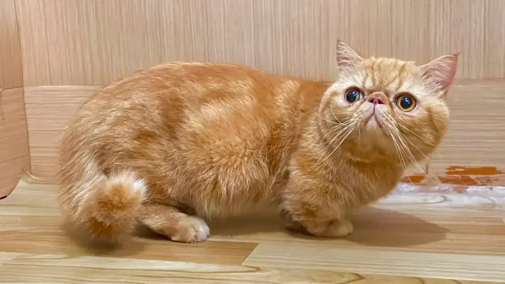Pacak minnuet munchkin