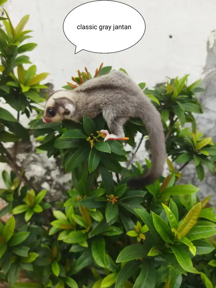Sugar Glider classic gray jantan
