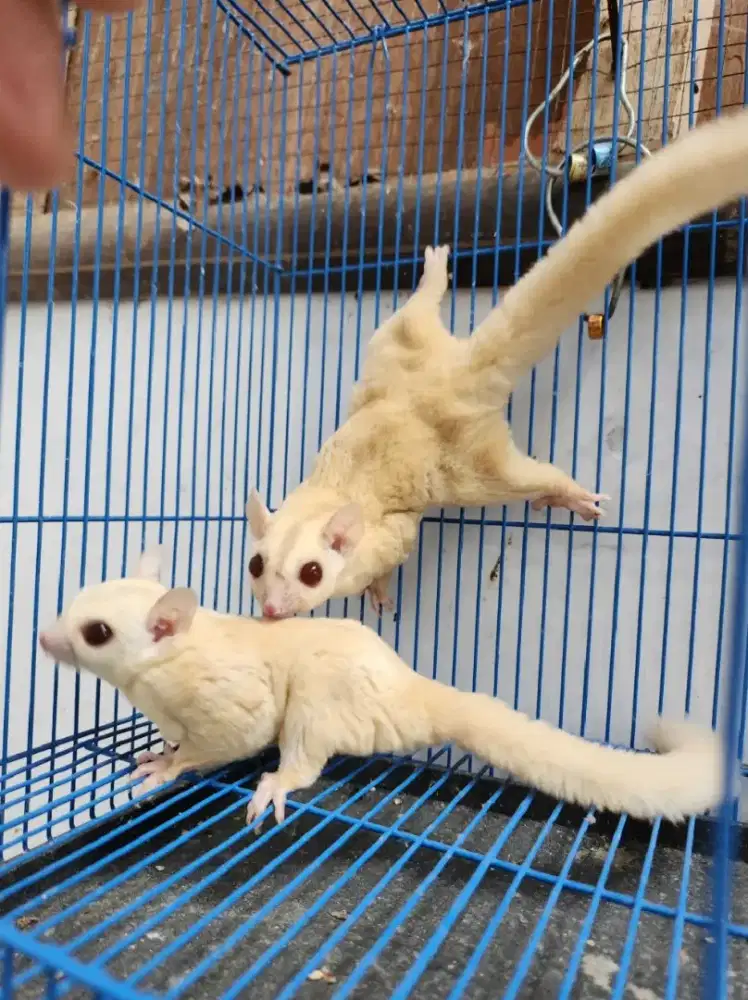 Sugar Glider Creamino Sepasang Jinak