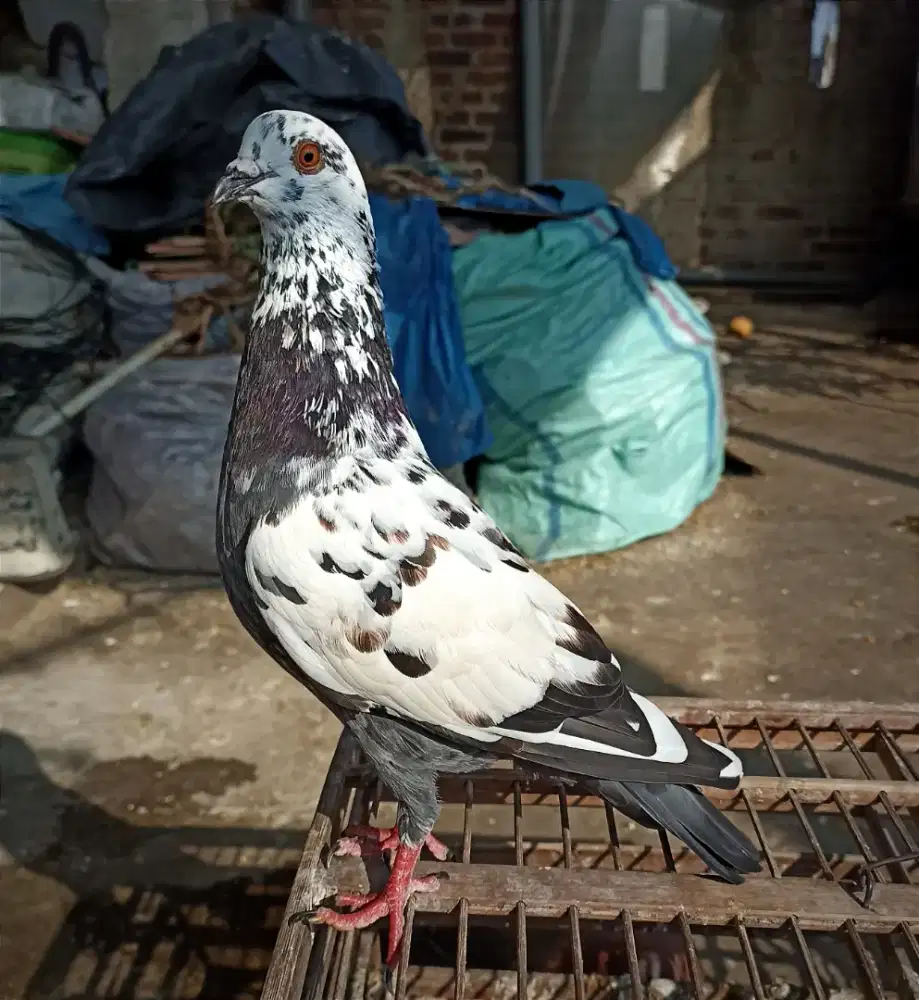 Merpati Jantan Tinggian Full Nitik