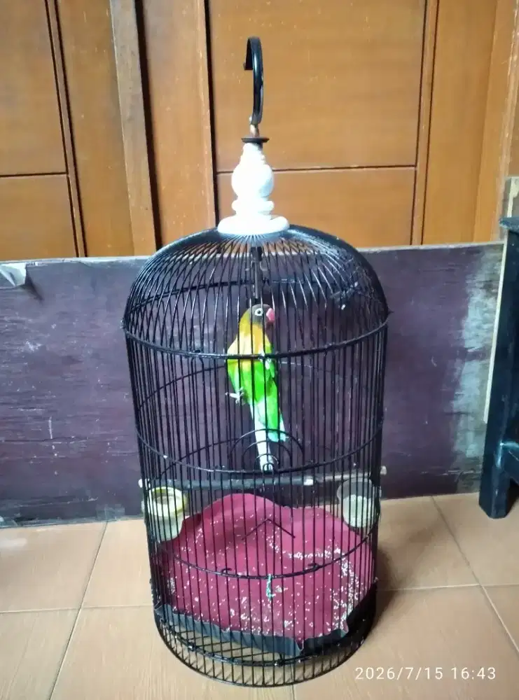 Burung lovebird josan betina, sama kandang