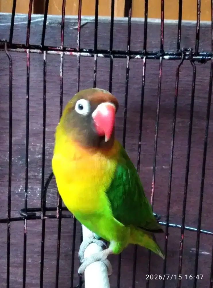 Burung lovebird josan betina dewasa