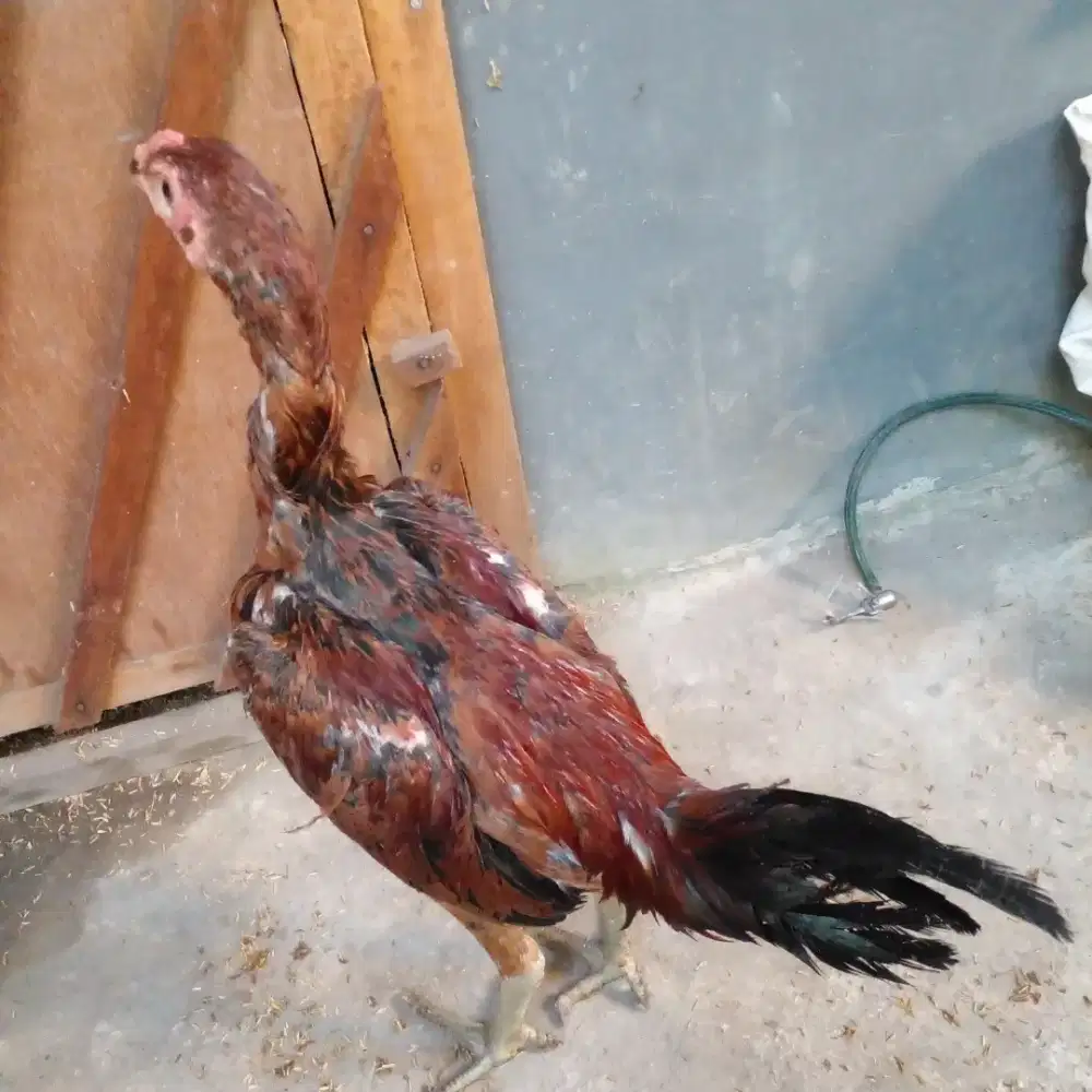 Ayam jago umur 6 bulan