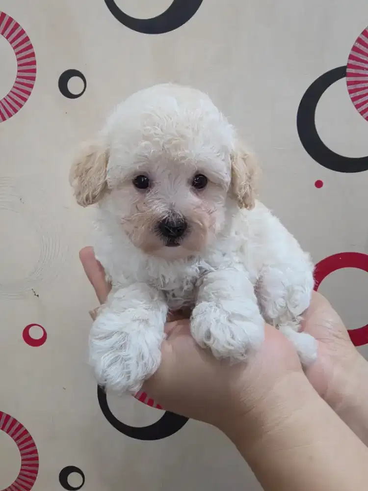 Poodle Fawn/ Apricot Jantan