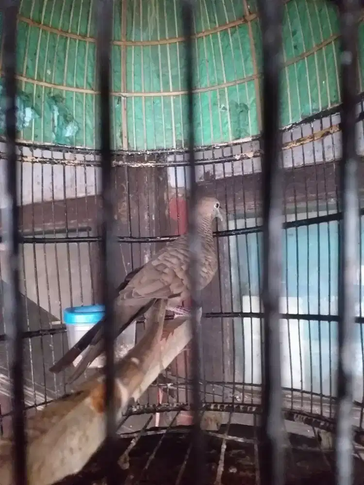 Perkutut lurik hitam rawatan suka bunyi