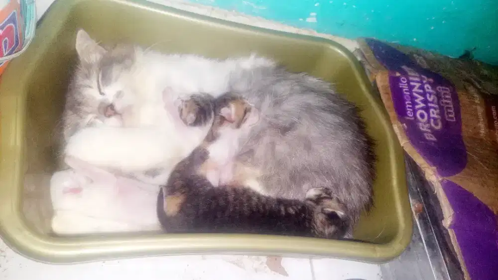 Lepas adop kucing persia medium