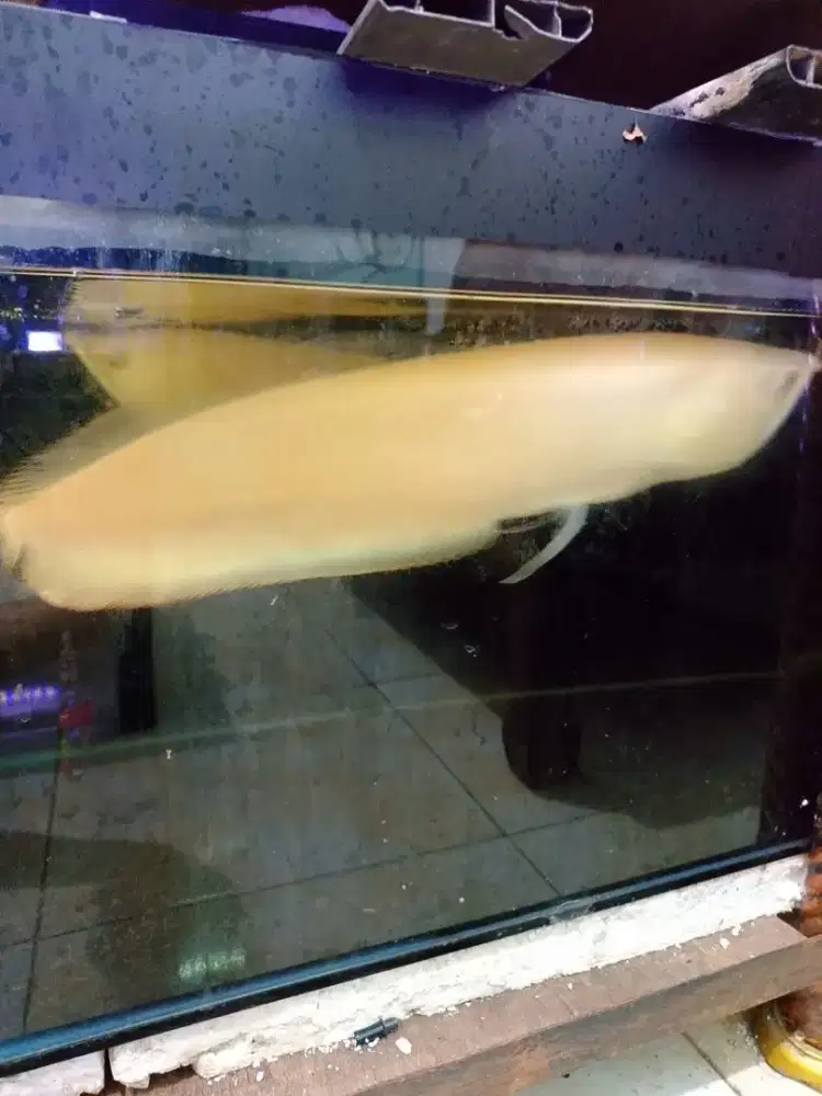 Arwana Silver Albino ukuran 50 cm