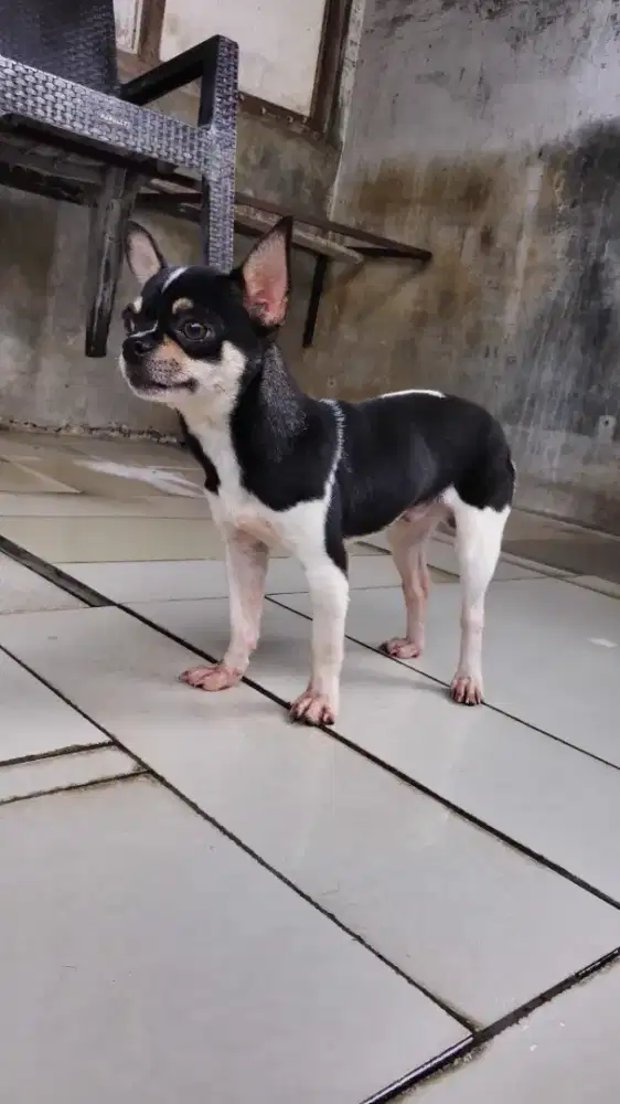 Chihuahua Remaja Jantan Stambum