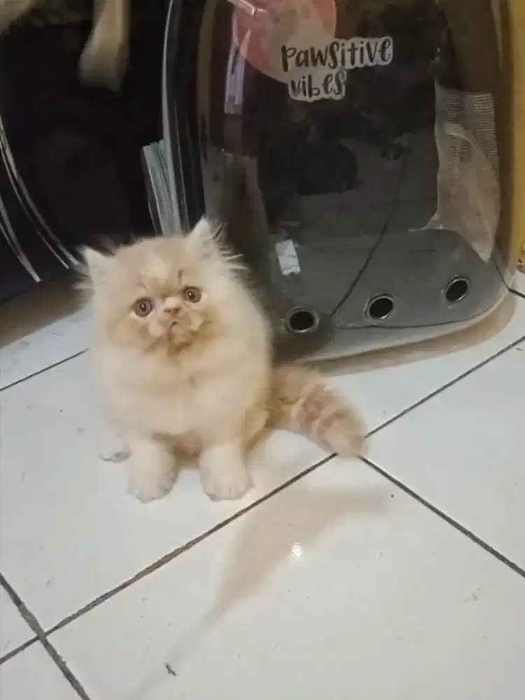 Kucing Persia Flatnose Cream White