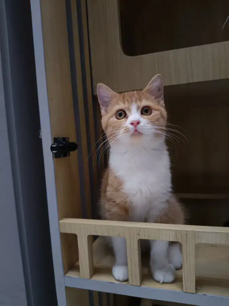 Kucing BSH bico betina 3 bulan
